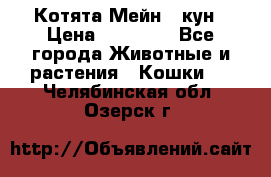 Котята Мейн - кун › Цена ­ 19 000 - Все города Животные и растения » Кошки   . Челябинская обл.,Озерск г.